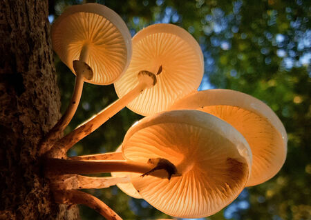 In der Reihe "Unsere Wälder" zeigt Naturfilmer Jan Haft faszinierende Details, Zeitraffer und Zusammenhänge im Lebensraum Wald. (c) Jan Haft
