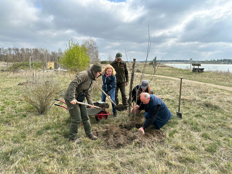 Gemeinsame Pflanzaktion von Mitarbeitern der Heinz Sielmann Stiftung, der Naturwacht Brandenburg und enviaM