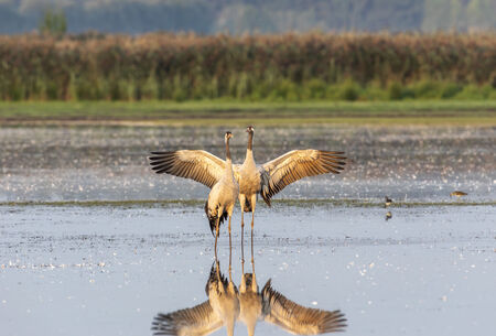 Zwei Kraniche stehen im flachen Wasser